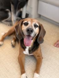 Reunited Male Dog last seen Near Edgewood Ave, Richmond, VA 23222, USA, Richmond, VA 23222