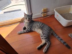 Reunited Male Cat last seen Near Stonewood Ct. (The Gardens), Los Angeles, CA 90732