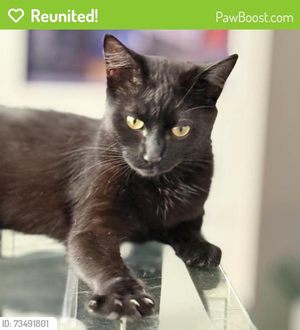 Reunited Female Cat last seen Hinge park, Vancouver, BC V5Y 0K2