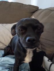 Lost Male Dog last seen Fresno and Avalon, Victorville, CA 92395