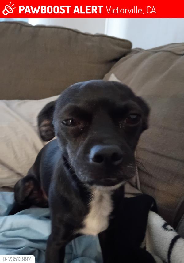 Lost Male Dog last seen Fresno and Avalon, Victorville, CA 92395