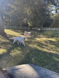 Found/Stray Unknown Dog last seen Turnpike Rd and Stanga, St. Tammany Parish, LA 70433