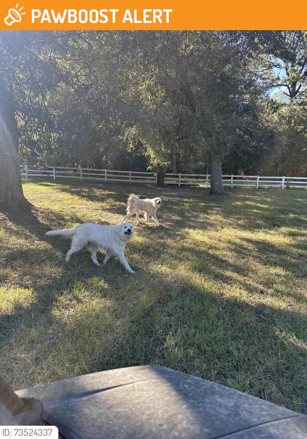 Found/Stray Unknown Dog last seen Turnpike Rd and Stanga, St. Tammany Parish, LA 70433