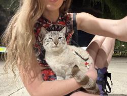 Found/Stray Unknown Cat last seen Parking lot of MAVIs tires and brakes, Tampa, FL 33612