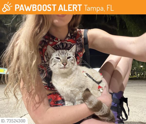 Found/Stray Unknown Cat last seen Parking lot of MAVIs tires and brakes, Tampa, FL 33612