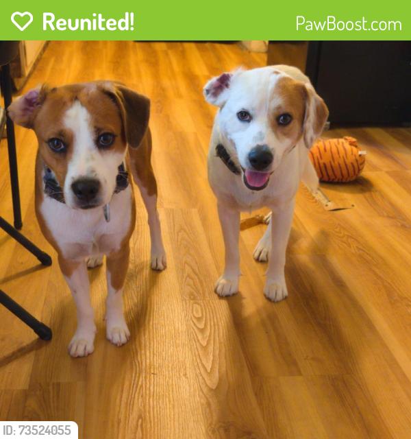Reunited Male Dog last seen Woodland Elementary School, Oak Ridge, TN 37830