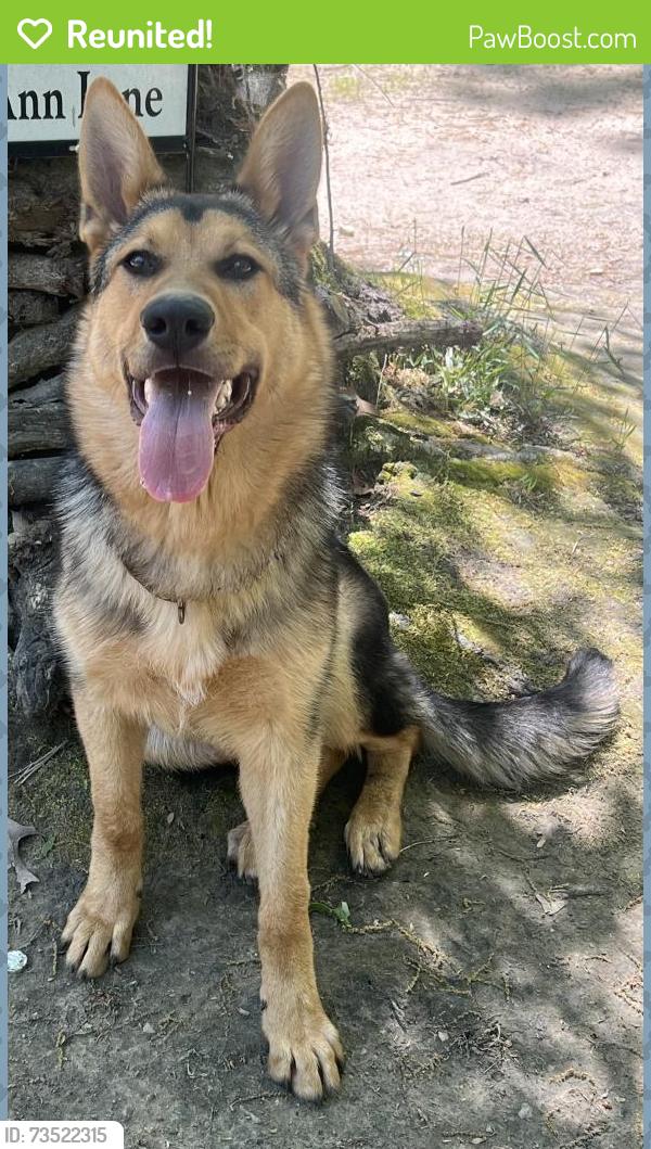Reunited Male Dog last seen Was on Knight road but ran into the woods into the Carlton Ln neighborhood, Broadway, NC 27505
