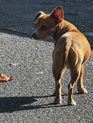 Found/Stray Male Dog last seen Near block Grand Ave, Everett, WA 98201