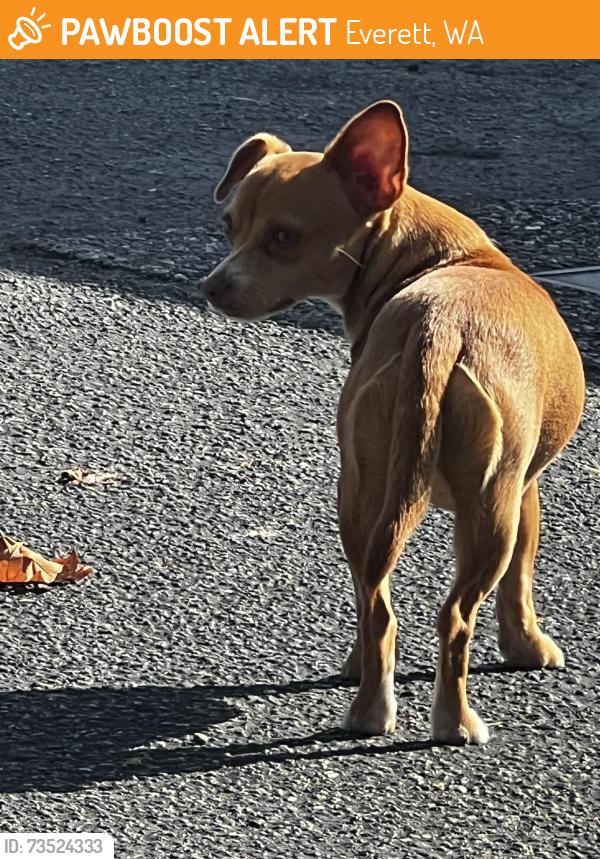 Found/Stray Male Dog last seen Near block Grand Ave, Everett, WA 98201