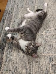 Reunited Male Cat last seen Godwin @ Broadmoor, Houston, TX 77023