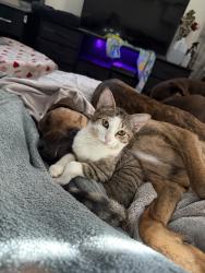 Reunited Male Cat last seen SE Preston Ln, Port St. Lucie, FL 34983, USA, Port St. Lucie, FL 34983