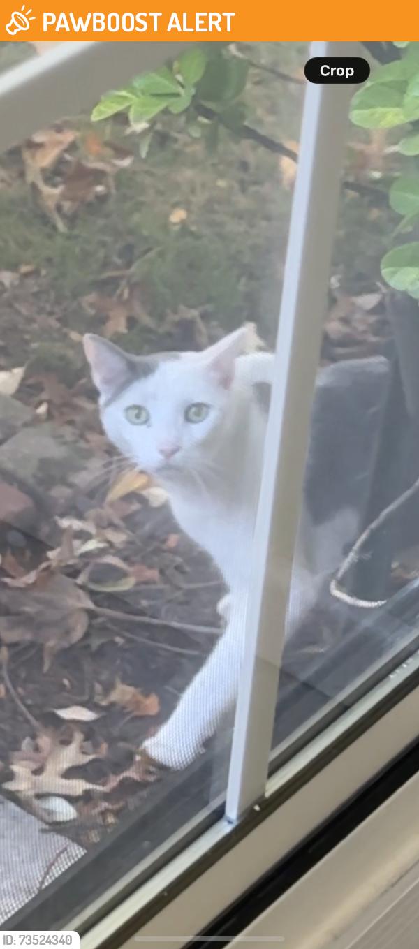 Found/Stray Unknown Cat last seen Westover Drive and Skyport Road, Hampden Township, PA 17050
