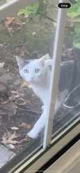 Found/Stray Unknown Cat last seen Westover Drive and Skyport Road, Hampden Township, PA 17050