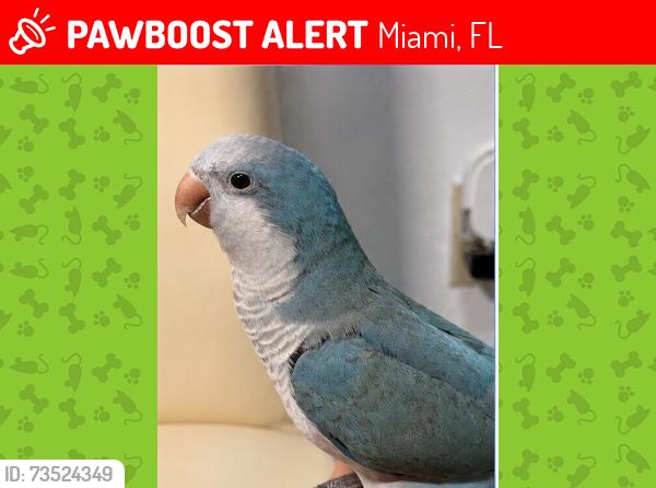 Lost Female Bird last seen Near, Miami, FL 33130