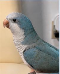 Lost Female Bird last seen Near, Miami, FL 33130