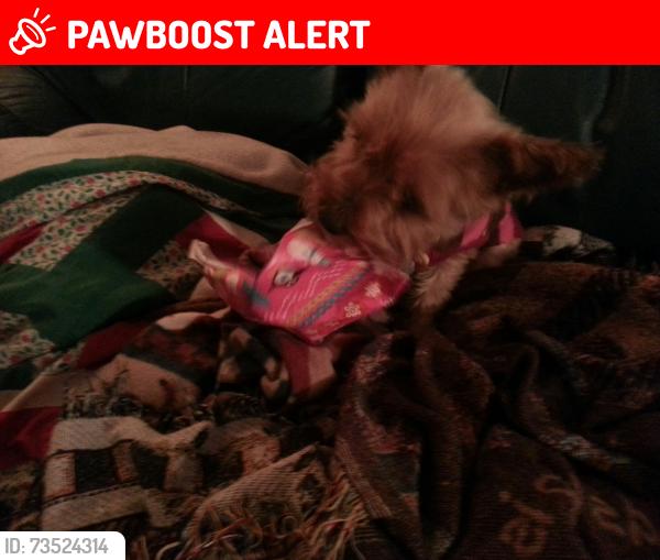 Lost Female Cat last seen Chelton hayman, Colorado Springs, CO 80910