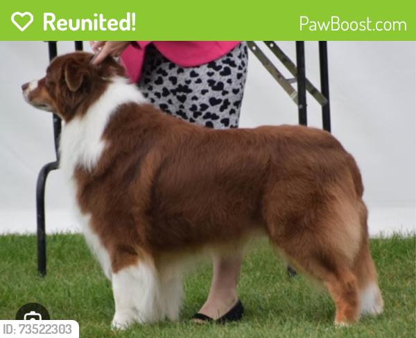 Reunited Female Dog last seen Greenhurst, Nampa, ID 83686