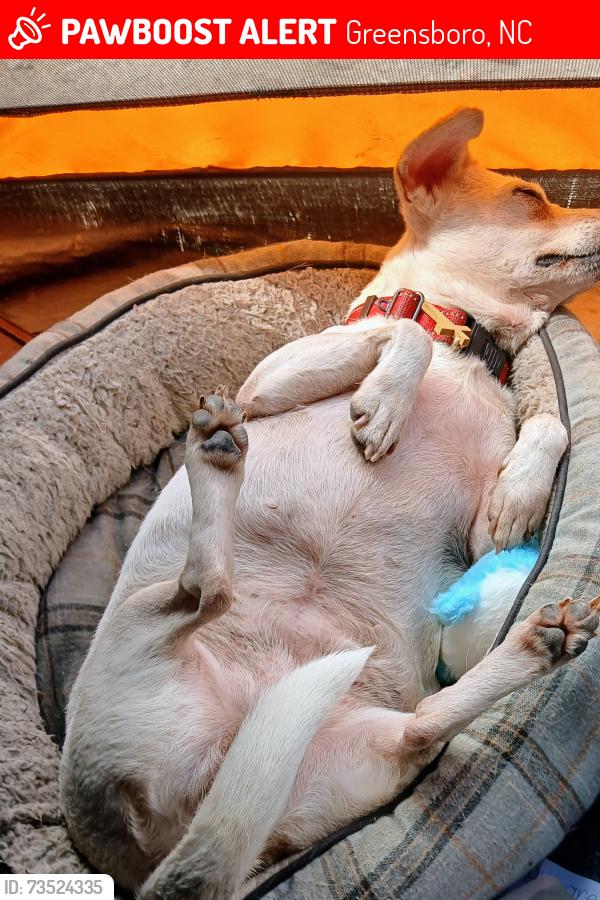Lost Female Dog last seen Wendover Blvd and land mark enter blvd, Greensboro, NC 27407