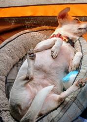 Lost Female Dog last seen Wendover Blvd and land mark enter blvd, Greensboro, NC 27407
