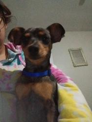Reunited Male Dog last seen College Ave. And Biddison, Fort Worth, TX 76110