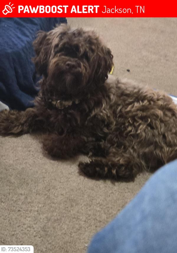 Lost Male Dog last seen South Jackson area, Jackson, TN 38301