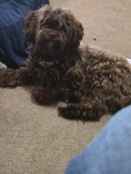 Lost Male Dog last seen South Jackson area, Jackson, TN 38301