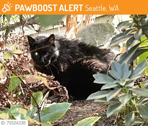 Found/Stray Unknown Cat last seen S Horton, Seattle, WA 98144