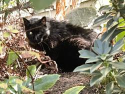 Found/Stray Unknown Cat last seen S Horton, Seattle, WA 98144