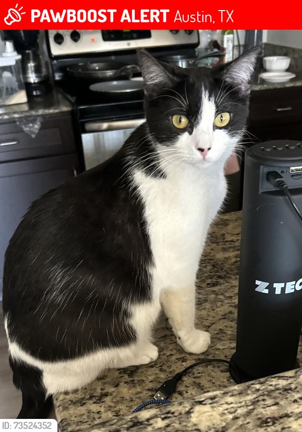 Lost Female Cat last seen Lantana ridge apts, Austin, TX 78735