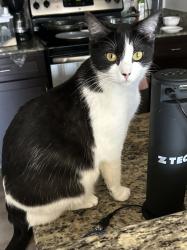 Lost Female Cat last seen Lantana ridge apts, Austin, TX 78735