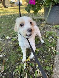 Reunited Female Dog last seen 79th and Ditch, Indianapolis, IN 46260