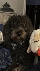 Lost Male Dog last seen I-10 freeway, Baytown, TX 77521