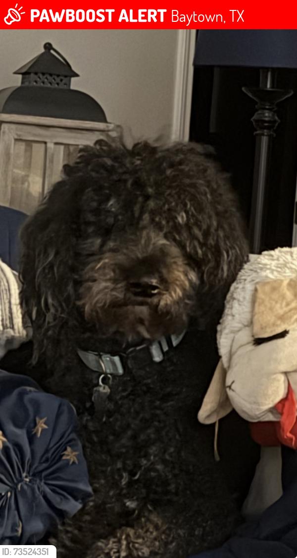 Lost Male Dog last seen I-10 freeway, Baytown, TX 77521