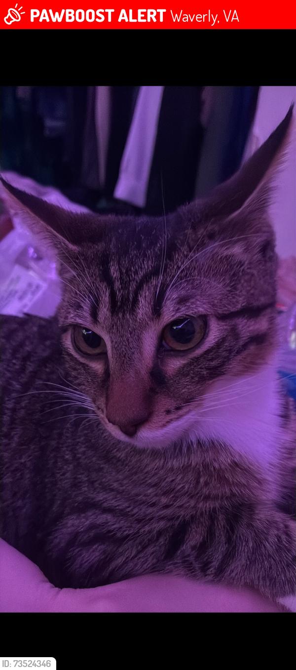 Lost Male Cat last seen east main street of waverly, Waverly, VA 23890