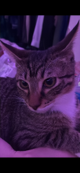 Lost Male Cat last seen east main street of waverly, Waverly, VA 23890