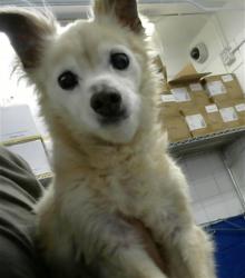 Shelter Stray Male Dog last seen CHICO & GERNEAL MARCHALL, 8920 Lomas Blvd NE, Albuquerque, NM 87112, USA