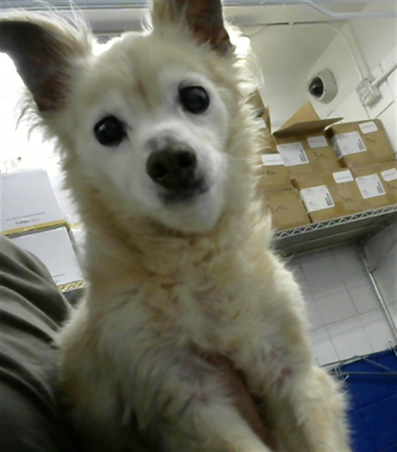 Shelter Stray Male Dog last seen CHICO & GERNEAL MARCHALL, 8920 Lomas Blvd NE, Albuquerque, NM 87112, USA