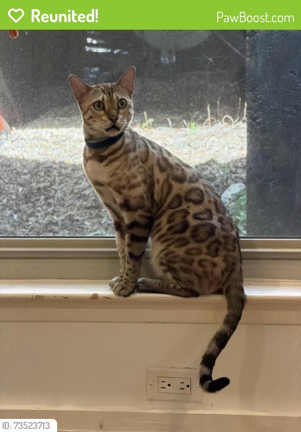 Reunited Unknown Cat last seen Homedale Dr, Austin, TX 78704