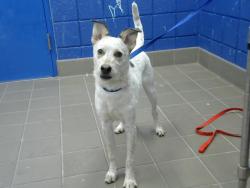 Shelter Stray Male Dog last seen , 8920 Lomas Blvd NE, Albuquerque, NM 87112, USA