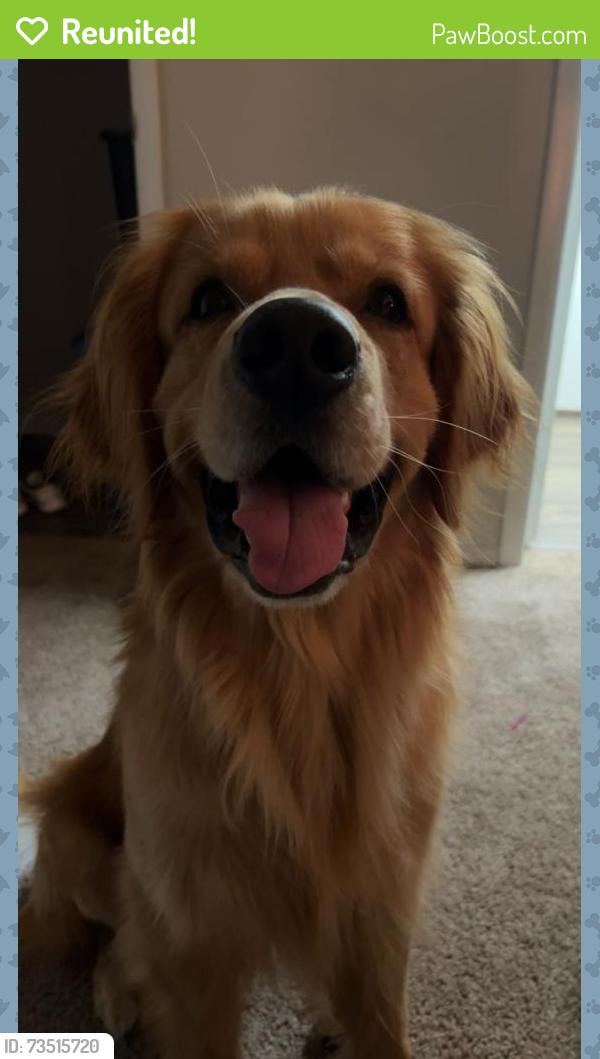 Reunited Male Dog last seen Wayline ct, Greenville County, SC 29605