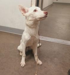 Shelter Stray Male Dog last seen , 1850 W 60th St, Los Angeles, CA 90047, USA