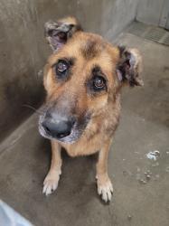 Shelter Stray Female Dog last seen , 14409 Vanowen St, Van Nuys, CA 91405, USA