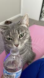 Lost Male Cat last seen Lavender Rd, Tallassee Rd, Athens, GA 30607