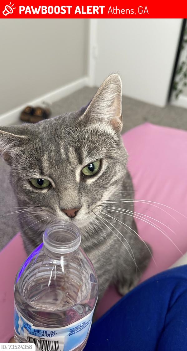 Lost Male Cat last seen Lavender Rd, Tallassee Rd, Athens, GA 30607