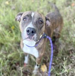 Shelter Stray Female Dog last seen CHARLOTTE, 8315 Byrum Dr, Charlotte, NC 28217, USA