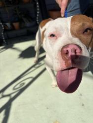 Reunited Unknown Dog last seen Music St, New Orleans, LA 70117