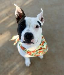 Shelter Stray Female Dog last seen CHARLOTTE, 8315 Byrum Dr, Charlotte, NC 28217, USA