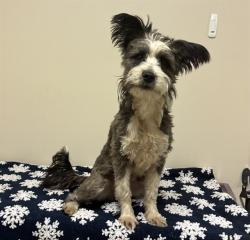 Shelter Stray Male Dog last seen , 38550 Sierra Hwy, Palmdale, CA 93550, USA