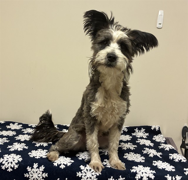 Shelter Stray Male Dog last seen , 38550 Sierra Hwy, Palmdale, CA 93550, USA
