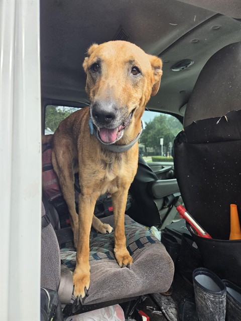Shelter Stray Male Dog last seen Near BLOCK SW 9 CT, DAVIE FL 33325, 2400 SW 42nd St, Fort Lauderdale, FL 33312, USA